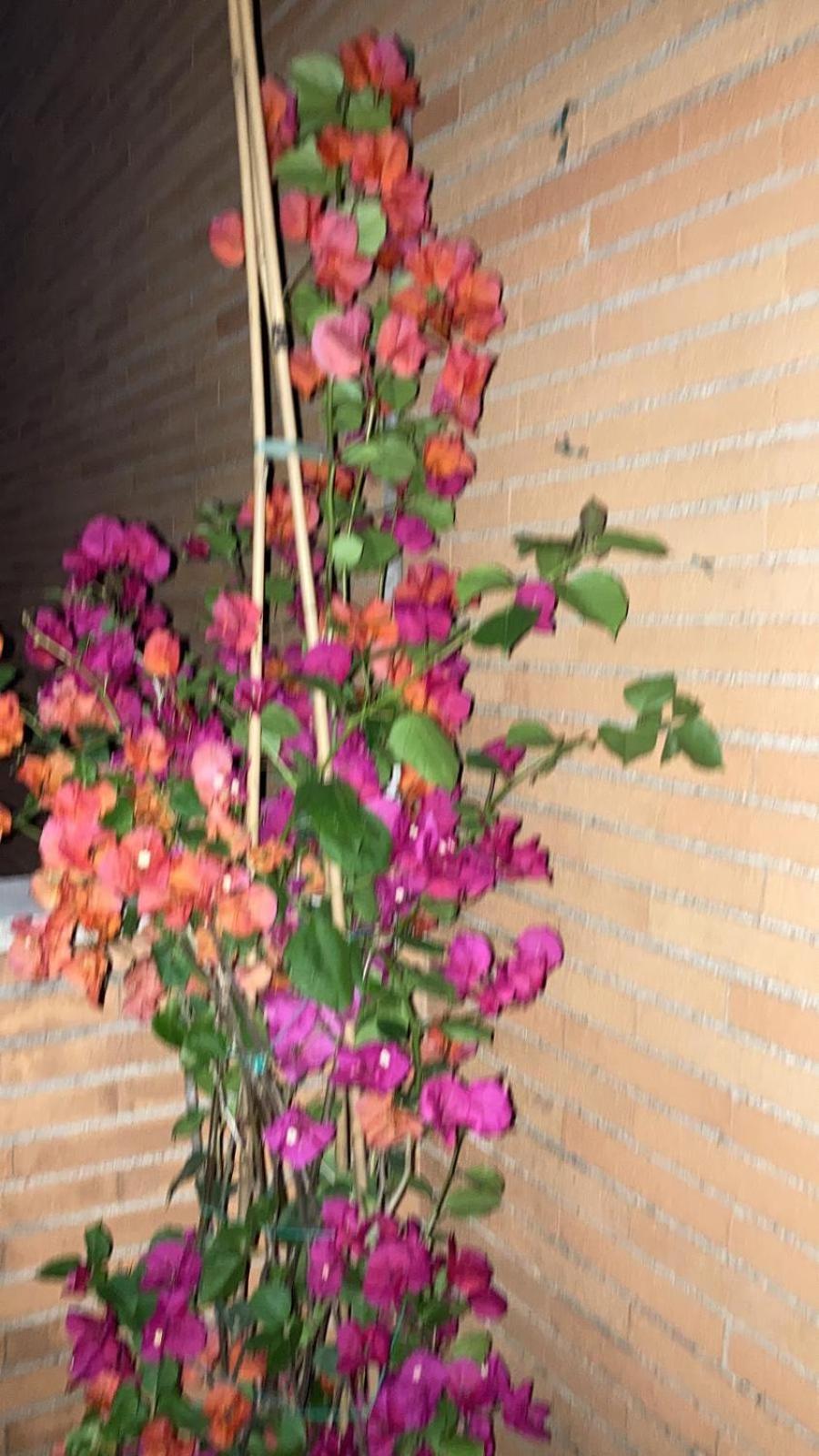 Le Mille E Una Notte روما المظهر الخارجي الصورة